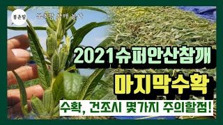 봉춘팜 참깨농사|2021 슈퍼 안산가지참깨 마지막수확 / 수확, 건조시 몇가지 주의할 점