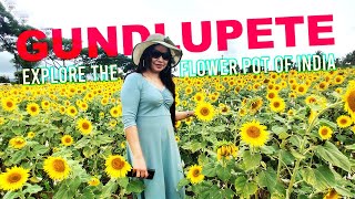 ഗുണ്ടൽപേട്ടിലെ സൂര്യകാന്തി പൂത്തു | Sunflower Season in Gundlupet 2022 | Gundlupet Sunflower Fields