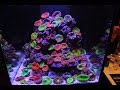 Reefs.com : Reef A Palooza NY 2018's Best Display Tanks