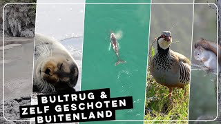 Bultrug, borrelende modderpoelen en baardrob | Zelf Geschoten | Vroege Vogels