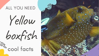 yellow boxfish facts | found reefs throughout Pacific, Indian as well as southeastern Atlantic Ocean