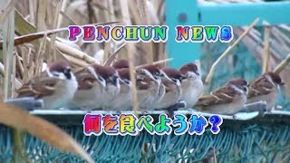 尽きた茅穂・霜を食べるスズメたち