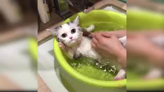 Baby Cats - Cute and Funny Cat Videos Compilation #20 | Happy Pets