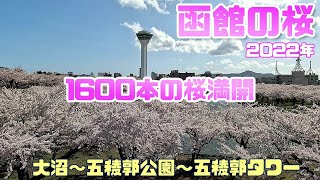 函館の桜🌸 2022年　1600本の桜🌸が満開　五稜郭公園・五稜郭タワー