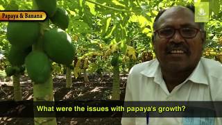 Meet Jowru Amber Padavi - Papaya Farmer From Nandurbar