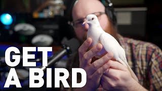 Why Doves are the Best Pets