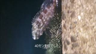 堤防クエ釣り　諦めかけた時にクエが釣れておいしく頂いた動画