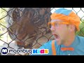 BLIPPI Visite un Zoo! | Moonbug en Français | Vidéos Éducatives