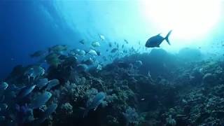 魚の楽園　～リチェリューロック・シミラン諸島タイ～　The heaven of fish,The diving in Richelieu Rock.