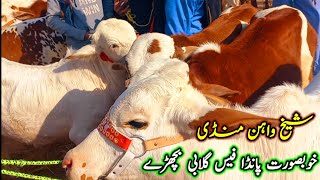 Panda Face Gulabi Bachray in Sheikhwan Cow Mandi|