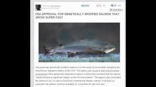 FDA Approves Genetically Modified Salmon!