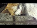 寝顔がかわいい猫　 i show cute sleeping face of the cat.