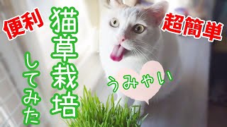 【猫草キット】やっぱり生野菜は新鮮がいいニャ