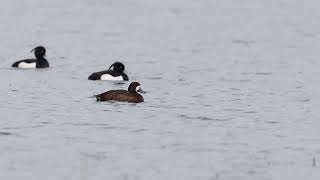 Greater Scaup (Duck)