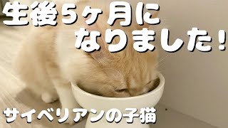 サイベリアンのぷーちゃん生後5ヶ月になりました！