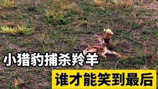 小猎豹还没断奶就试图捕杀小羚羊，谁才能笑到最后呢