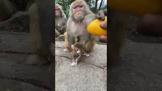 Monkeys, Monkey Baby videoz   #Shorts #BeeLeeMonkey Fans EPs1867