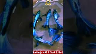 ❤ Big Ear Guppy കളിലേക്ക് ഇതാ മറ്റൊരു guppy |Crystal blue big ear guppy| Raithaj guppy farm  #Shorts