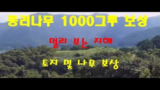 종려나무 1000그루 보상 -  멀리 보는 지혜 토지 및 나무 보상