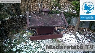 Madáretető TV - Bird feeder TV 2017.12.23 05:00-08:17