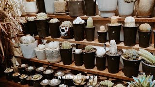 Green Egg Store：從種植體驗慢活生活態度，多肉植物原來該這樣打理！