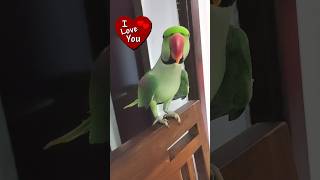 Parrot Pablo talking I Love you ❤️😘#shorts #shorts #parrot  #viral