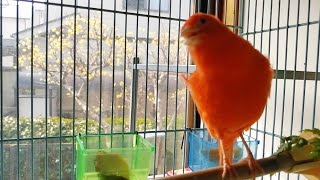 リンの囀り♪庭のサンシュユの花＊手のり赤カナリアのリンリン歌声♪Red Canary Singing Japanese Cornel and Bird song