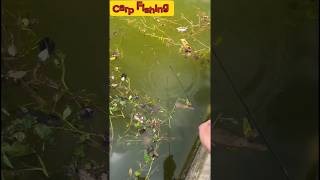 বড় মাছ ধরতে গিয়ে এটা কি হলো 😮 Boro mach dhora|hook fishing #fishing #ytshorts #shorts