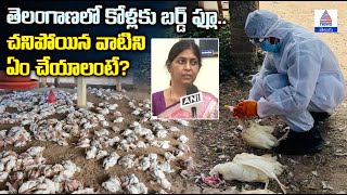 Chicken: తెలంగాణలో కోళ్లకు బర్డ్ ఫ్లూ.. చనిపోయిన వాటిని ఏం చేయాలంటే? | Asianet News Telugu