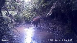 Trail Camera Kaimai Ranges - Roar