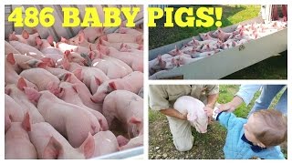 486 Baby Pigs! Hog Farm Life