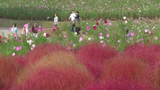 10/17/2018 ひたち海浜公園 Hitachi Seaside Park, Cosmos and Kochia, Ibaraki コキア コスモス 薔薇