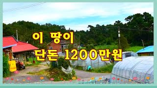 땡처리,자연인땅~단돈1200~그냥,드립니다.반값이하,공시지가금액,충남예산,산약초,송이버섯,농막,텐트,더덕,헐값자연인땅급매물부동산 매매,급매물과 반값매매