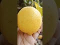 Beautiful Weather with Lemon Juice #satisfying #nature #fruit #natural #shortvideo #shorts