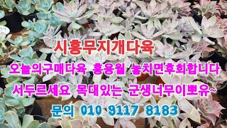 #시흥무지개다육홍용월구매하세요서두르세요넘좋아요국민이대량입고#백봉#짚시#수련#페리도트#파랑새#마디바