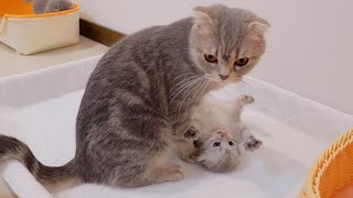 The kitten who tries to take back the mother cat but meets her revenge is too cu