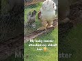 the baby rooster attacked the older hen 🤣 #chicken #baby #hen #funny