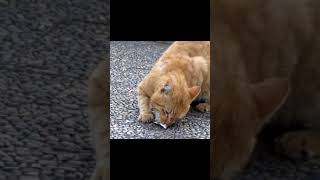 [野良猫ショート]袋の切れ端でゴロンゴロンする茶トラ猫が可愛い！[straycat]The tea tabby cat that slurps with a piece of bag is cute!