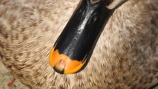 鳥の嘴をどアップ　カルガモEastern Spot-billed Duck / Anas zonorhyncha