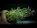 mung beans timelapse monggo