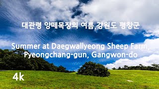 대관령 양떼목장의 여름,강원도 평창군/Summer at Daegwallyeong Sheep Farm, Pyeongchang-gun, Gangwon-do