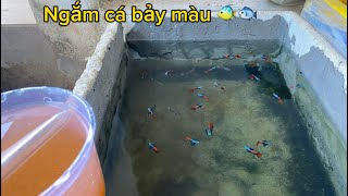 Cập Nhật góc đam mê 🐟 cá bảy màu 🐠2024 | HK GUPPY | #cabaymau #cácảnh #guppy #xuhuong