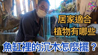 魚缸裡沉木決定你風格,沉木植栽的狂人教你如何擺好陳木,沉木擺得好除了會提升整體的美觀也會提供魚隻更好的生活空間,不同於種也有不同擺法唷,今天我們邀請澐譯景觀植物大師龍哥帶我們認識沉木與植栽的領域