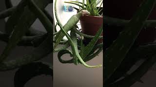 芦荟逆生长aloe vera growing upside down