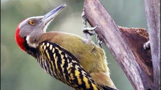 HISPANIOLAN WOODPECKER | BIRDSongs | Pájaro Carpintero | Canto de Aves | #shorts #birds ٧ يوليو ٢٠٢١