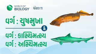 Part 13: વર્ગ: ચુષમુખા | વર્ગ :કાસ્થિમત્સ્ય | વર્ગ :અસ્થિમત્સ્ય | સમુદાય મેરુદંડ | Class 11 Ch 4