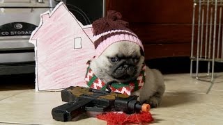 Home Alone (Pug Puppy Version)