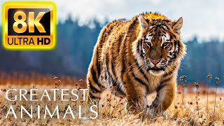 THE GREATEST ANIMALS 8K ULTRA HD 60FPS - With Super Relaxing Animal Sounds and Nature Sounds