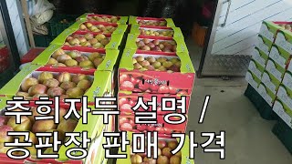 최고의 수익성 과일 자두(추희자두 설명, 공판장 판매 가격) [농사의신] / Plum, Good Profitable Fruit