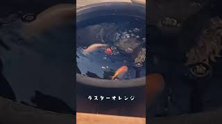 釣りに最適な偏光レンズ！水の中も見える！？ #shorts #釣り #fishing #タレックス